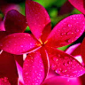 Meet your Posher, Sherylou